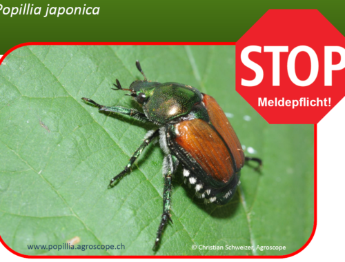 Informationen Japankäfer